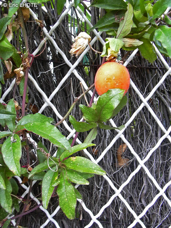  - Passiflora caerulea - 