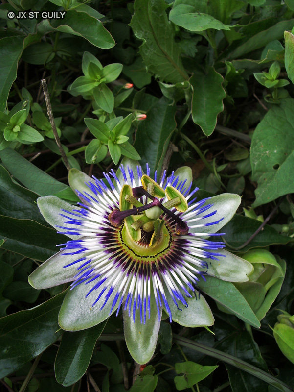  - Passiflora caerulea - 
