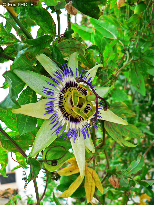 Passifloraceae - Passiflora caerulea - Passiflore bleue