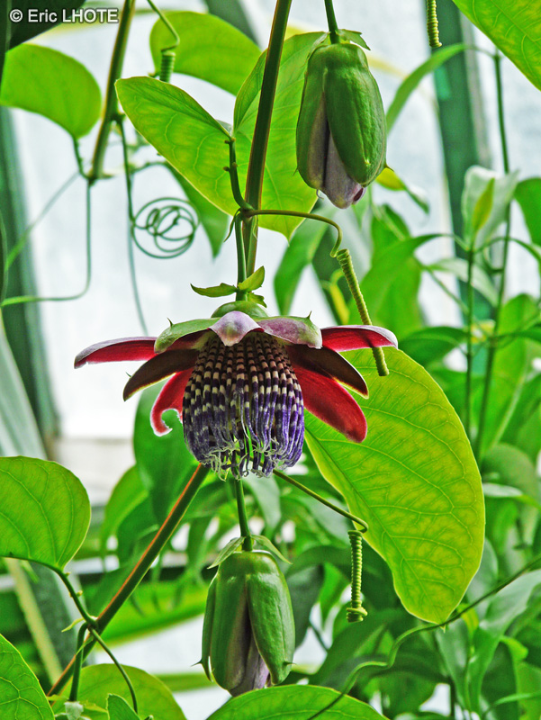  - Passiflora incarnata, Passiflora alata - 