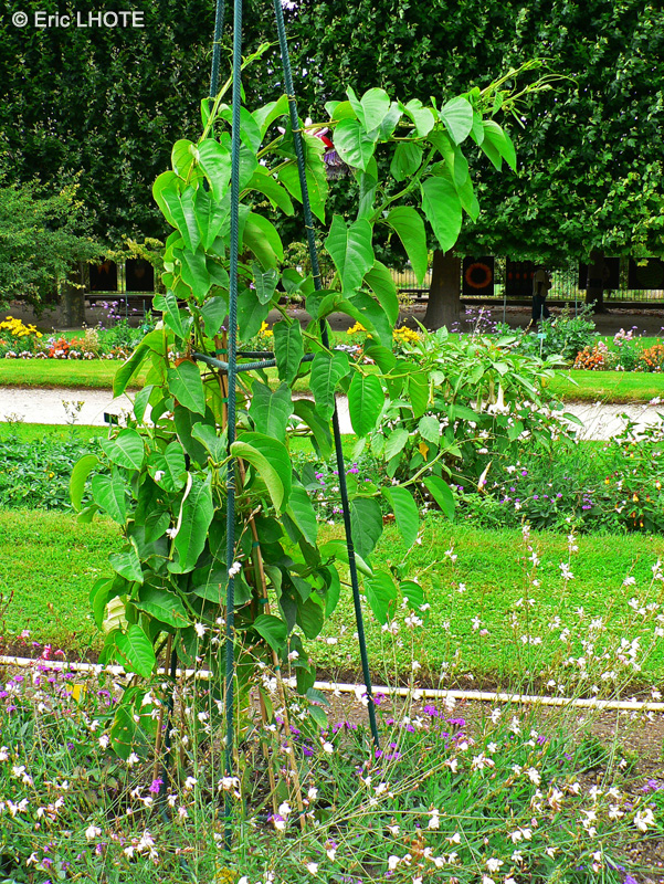  - Passiflora incarnata, Passiflora alata - 