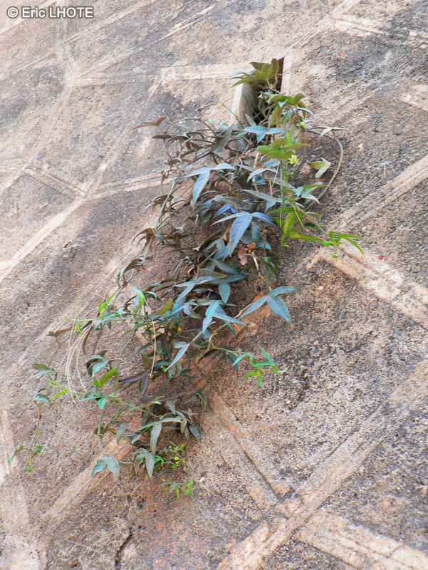  - Passiflora incarnata, Passiflora alata - 