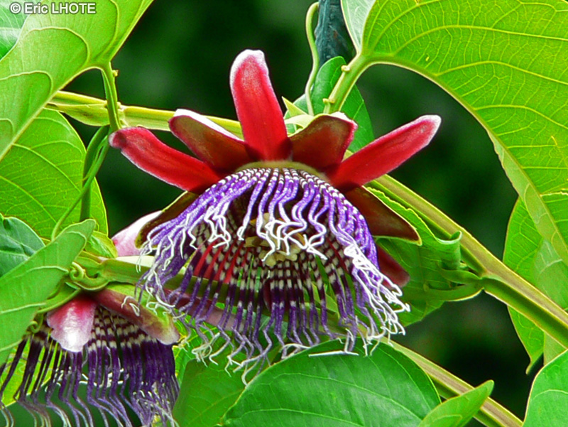Passifloraceae - Passiflora incarnata, Passiflora alata - Grenadille sauvage