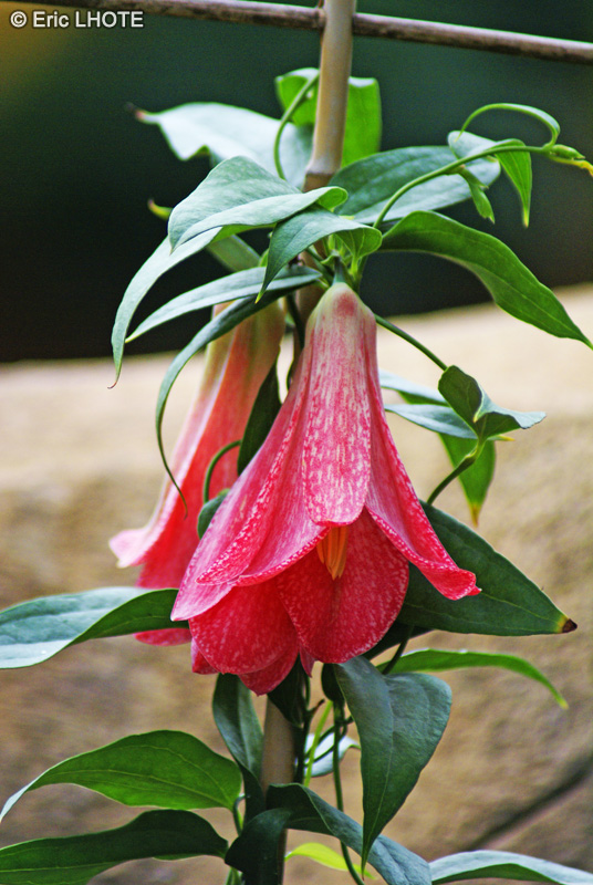  - Lapageria rosea - 