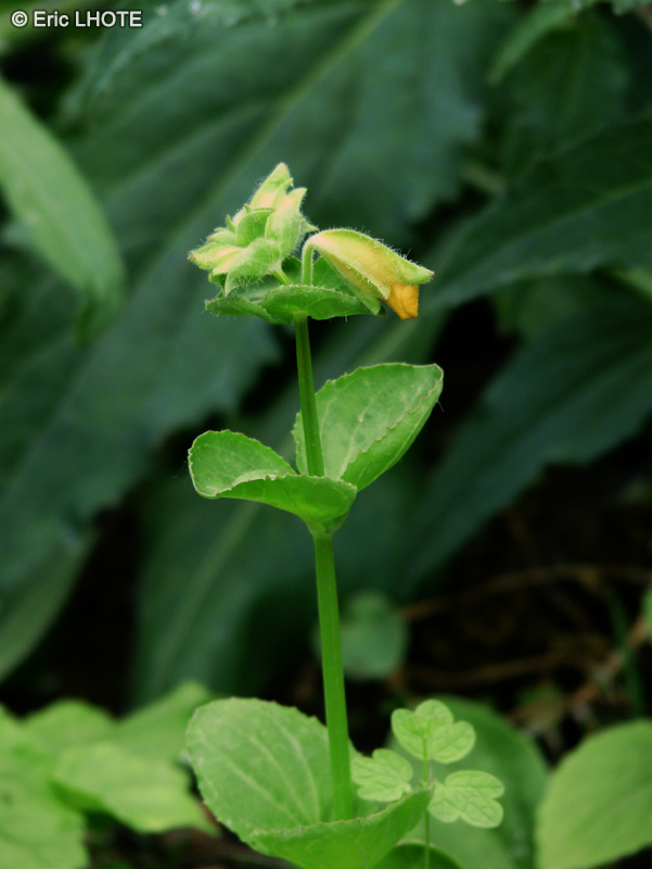  - Mimulus guttatus - 