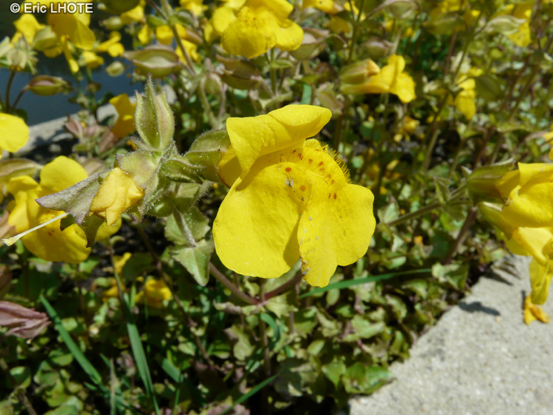  - Mimulus guttatus - 