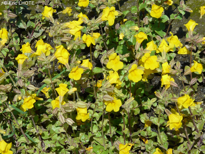  - Mimulus guttatus - 
