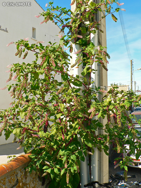  - Phytolacca americana - 