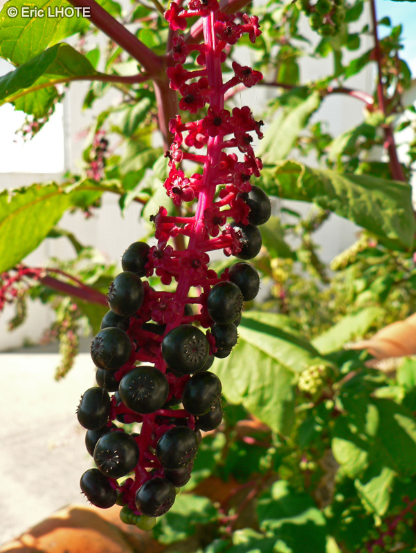  - Phytolacca americana - 