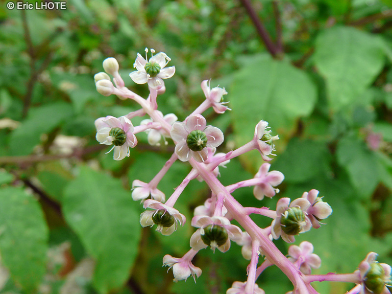  - Phytolacca americana - 