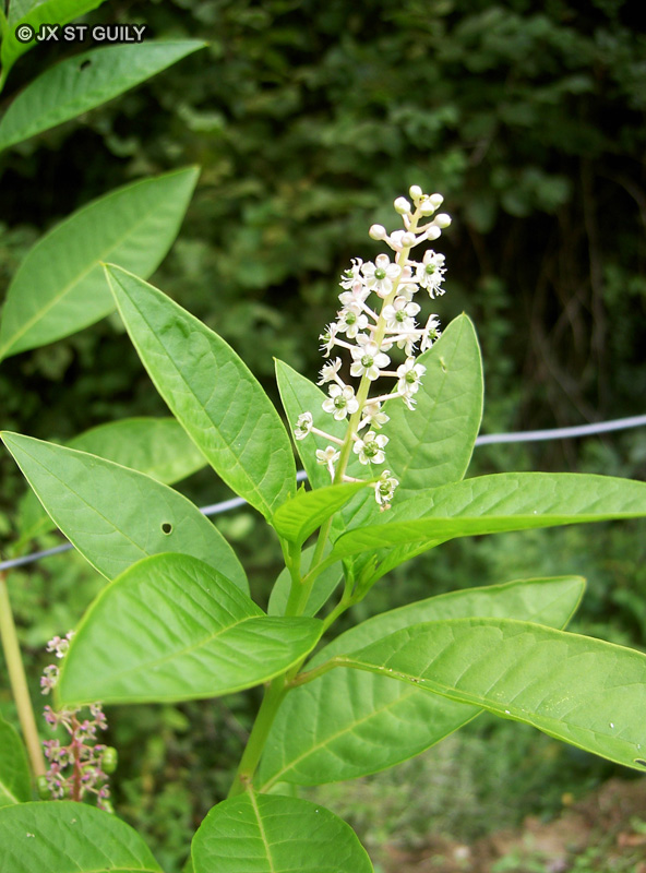 Phytolaccaceae - Phytolacca americana - Raisin d&rsquo;Am&eacute;rique