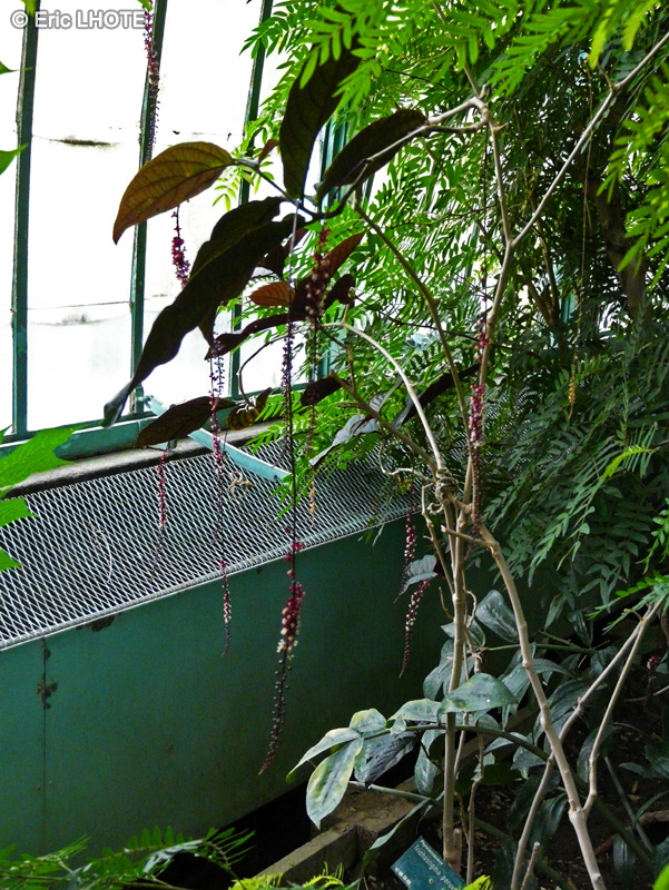  - Trichostigma peruvianum - 