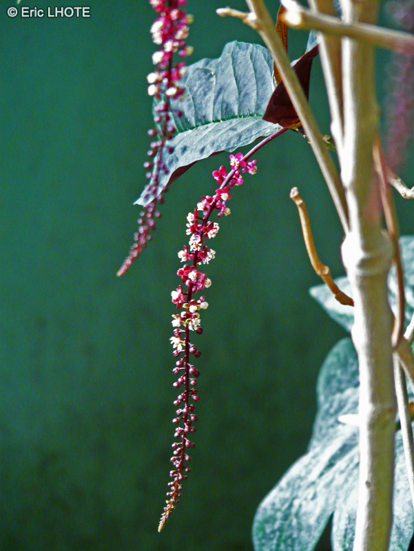 Phytolaccaceae - Trichostigma peruvianum - Trichostigma