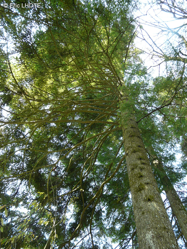 Pinaceae - Abies alba - Sapin d'Europe
