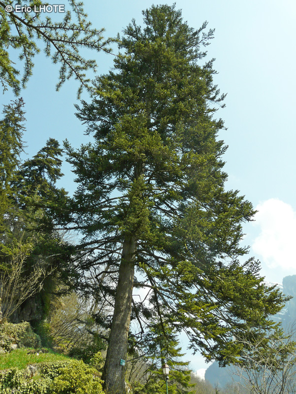 Pinaceae - Abies cephalonica - Sapin de Grèce, Sapin de Céphalonie