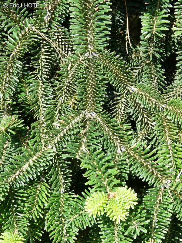  - Abies numidica - 