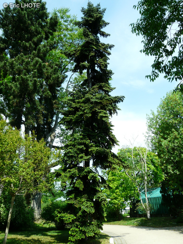 Pinaceae - Abies numidica - Sapin d’Algérie