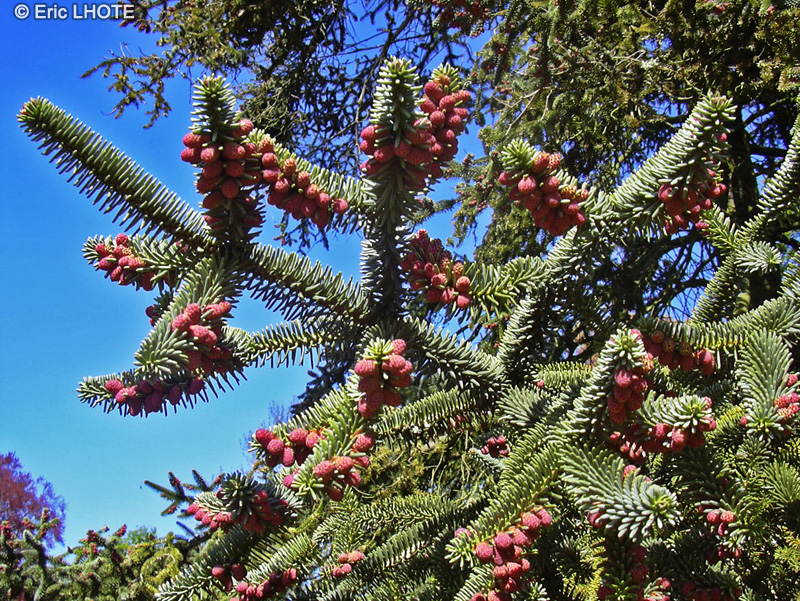  - Abies pinsapo - 