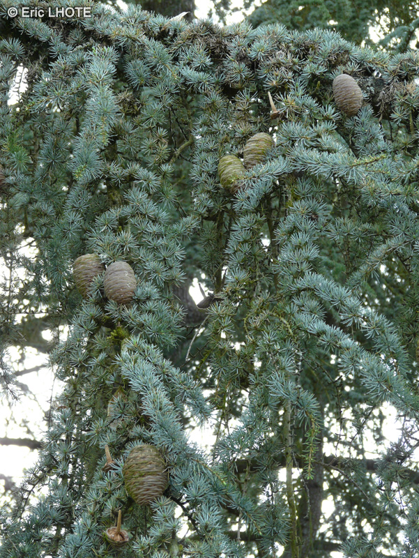  - Cedrus atlantica Glauca - 