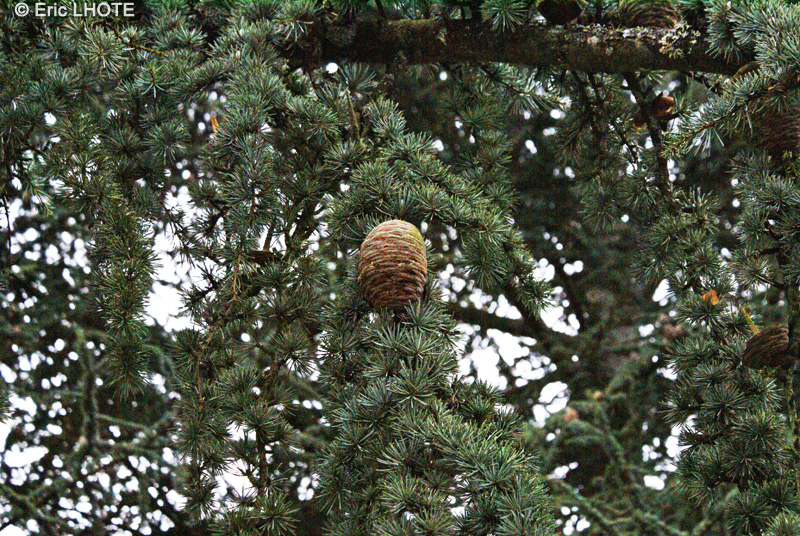 Pinaceae - Cedrus atlantica Glauca - Cèdre de l’Atlas, Cèdre bleu, Cèdre argenté