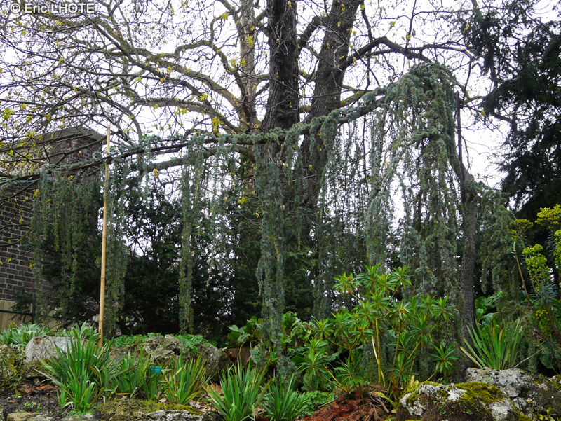  - Cedrus atlantica Glauca Pendula - 