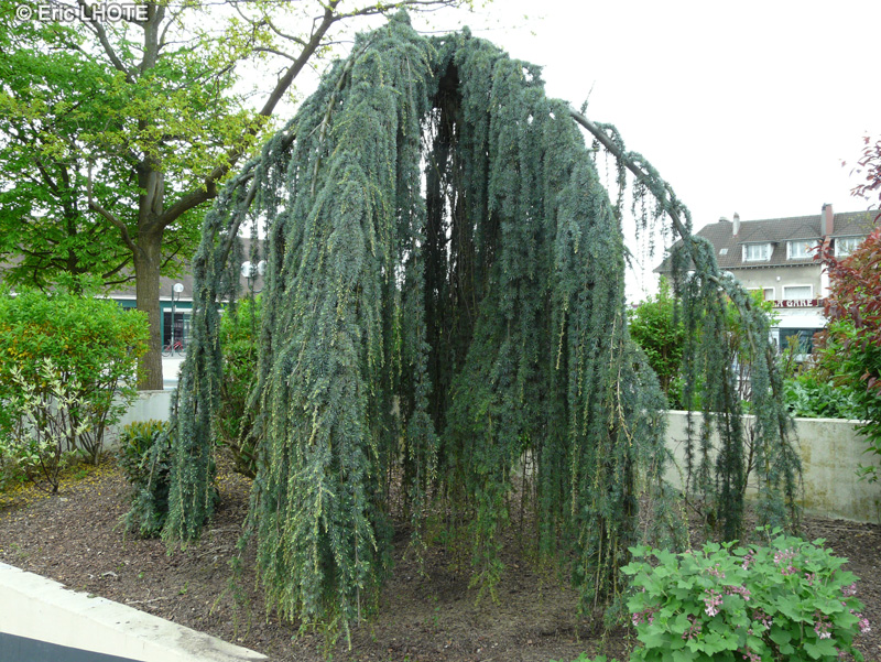 Pinaceae - Cedrus atlantica Glauca Pendula - Cèdre bleu de l’Atlas pleureur