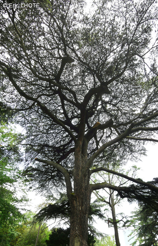  - Cedrus libani - 