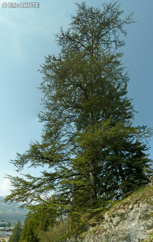 Pinaceae - Cedrus libani - Cèdre du Liban