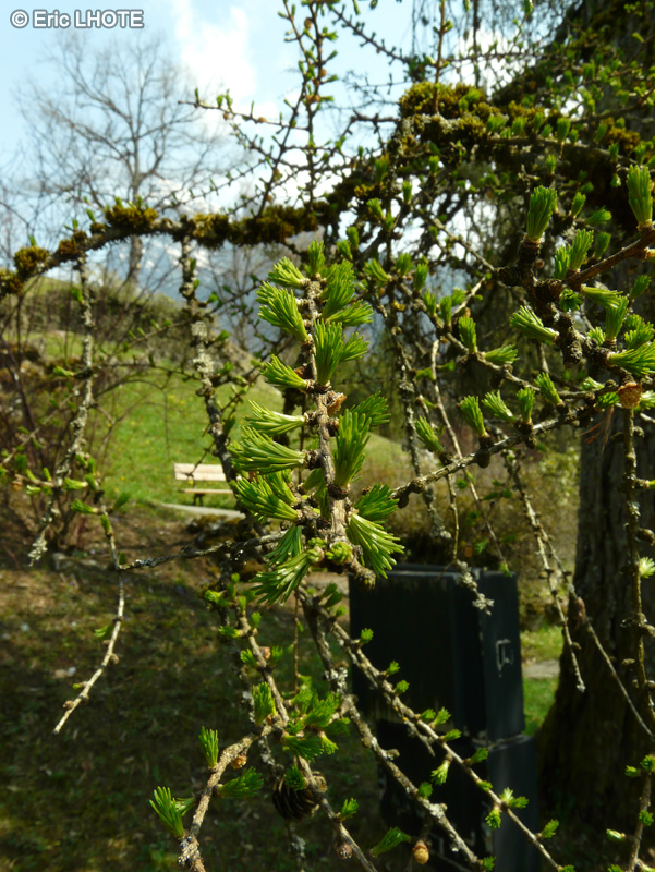  - Larix decidua - 