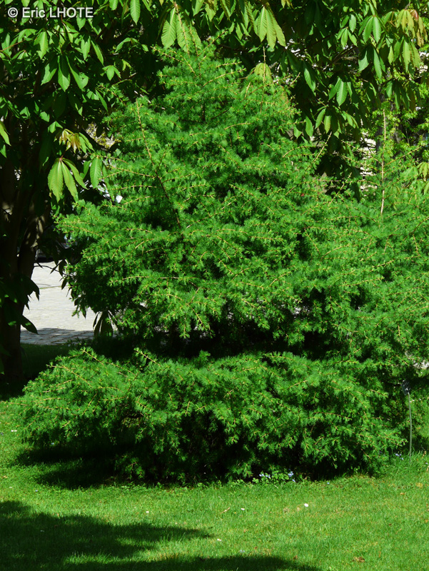 Pinaceae - Larix laricina Jacques Fabriès - Mélèze laricin