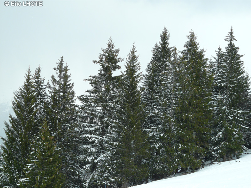  - Picea abies - 