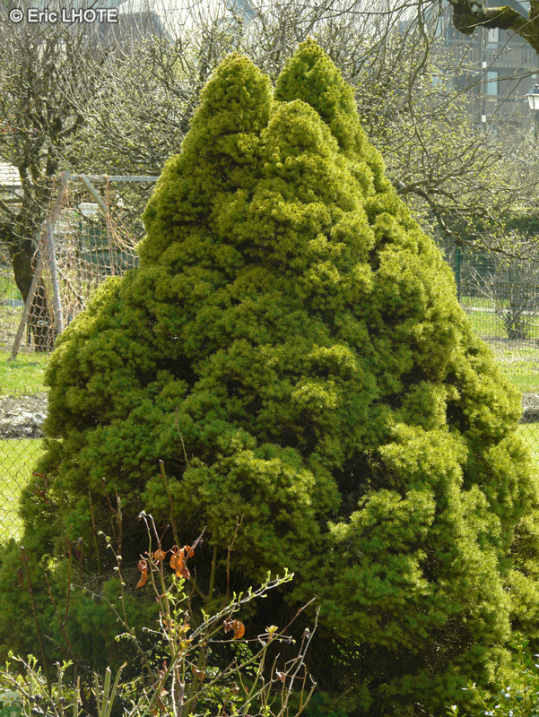 Pinaceae - Picea glauca Conica - Sapinette blanche