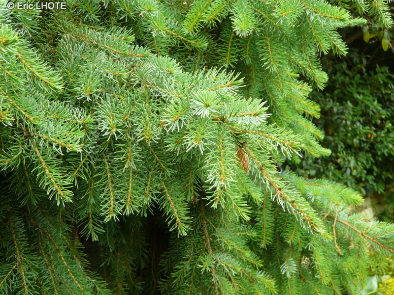  - Picea omorika - 