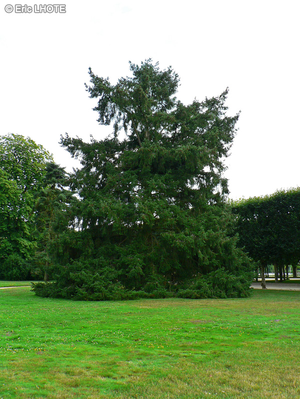 Pinaceae - Picea omorika - Epic&eacute;a de Serbie