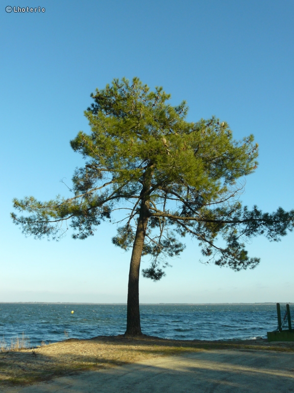  - Pinus maritima, Pinus pinaster - 