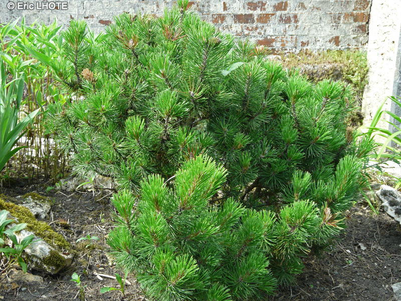  - Pinus mugo - 