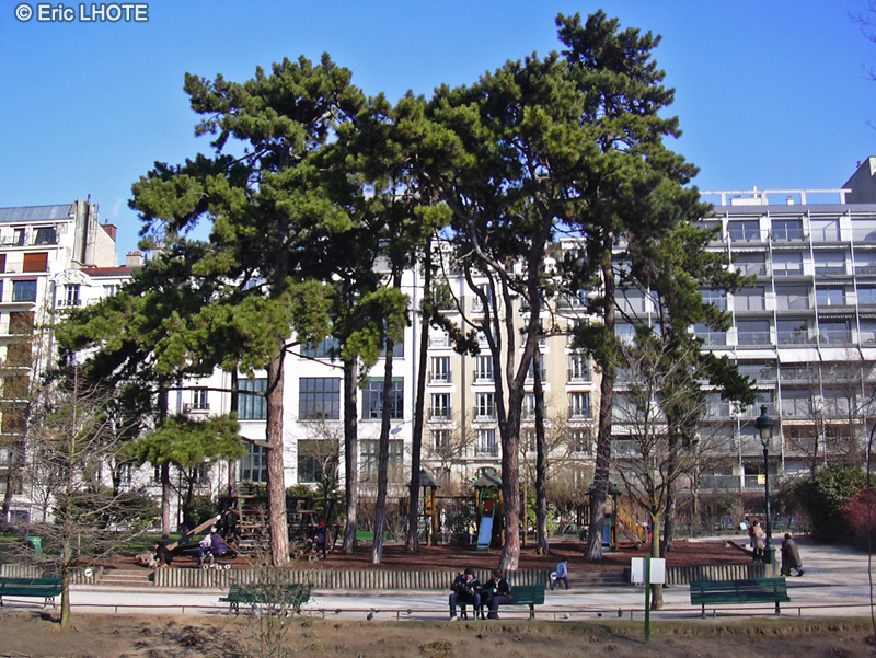 Pinaceae - Pinus nigra - Pin noir d&rsquo;Autriche
