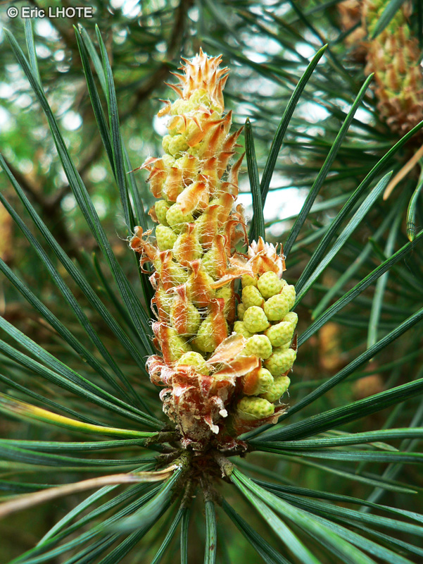  - Pinus sylvestris - 