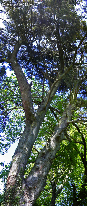  - Pinus sylvestris - 