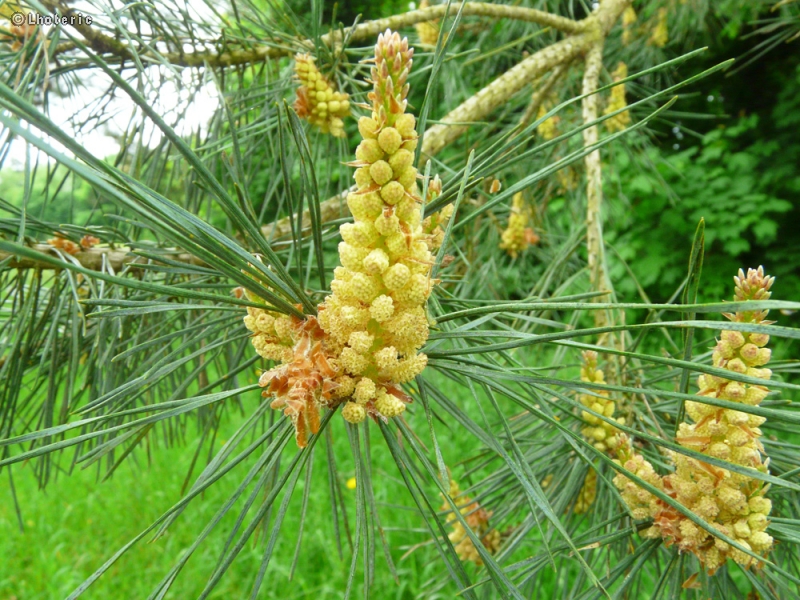 - Pinus sylvestris - 