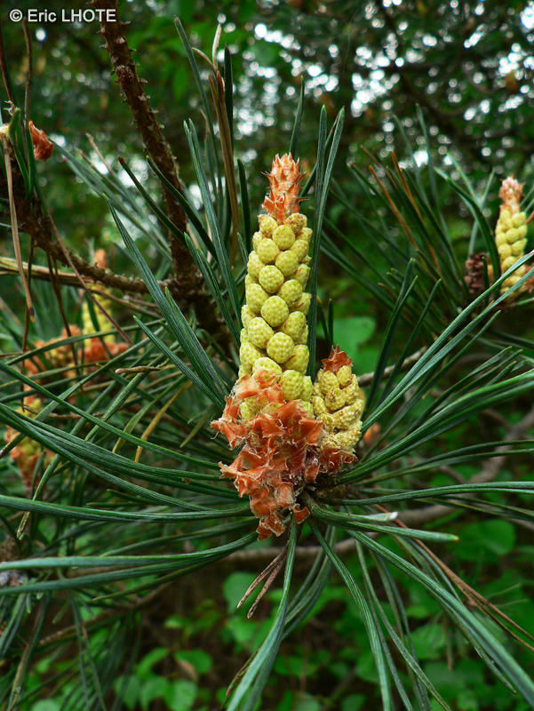 Pinaceae - Pinus sylvestris - Pin sylvestre, Pin sauvage, Pin commun, Pin rouge, Pin d&rsquo;Auvergne, Pin d&rsquo;Ecosse