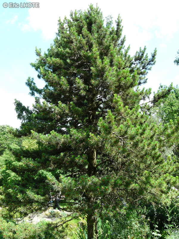  - Pinus uncinata - 