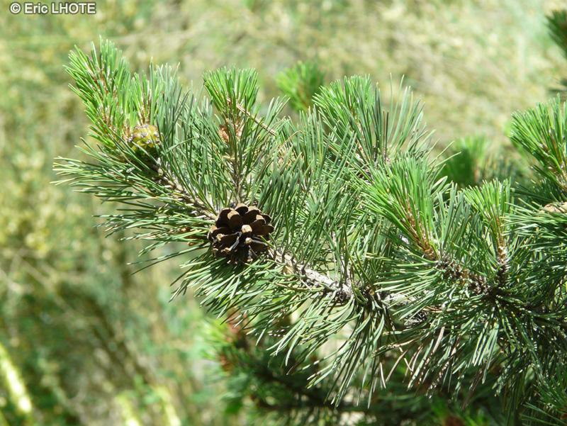 Pinaceae - Pinus uncinata - Pin &agrave; crochets