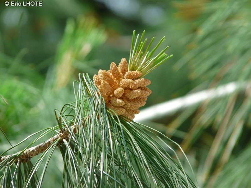  - Pinus wallichiana - 