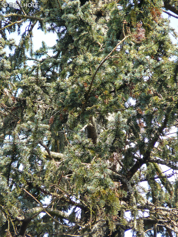  - Pseudotsuga menziesii - 