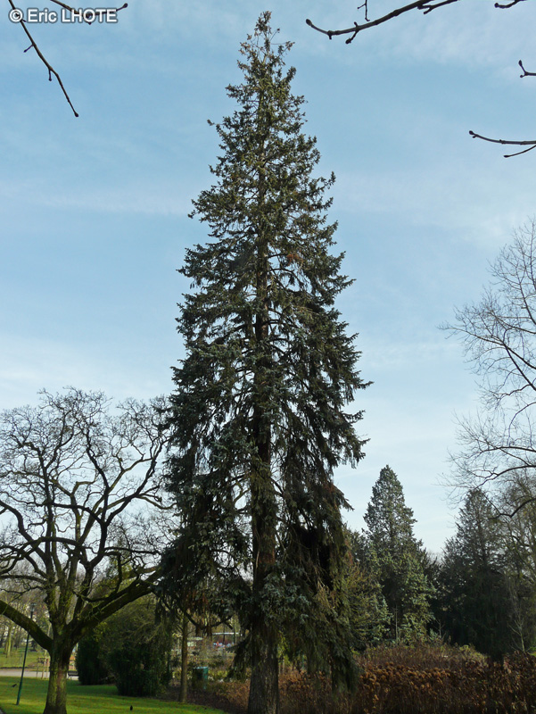 Pinaceae - Pseudotsuga menziesii - Pin d&rsquo;Or&eacute;gon, Sapin de Douglas