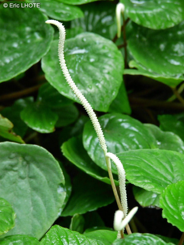 - Peperomia caperata - 