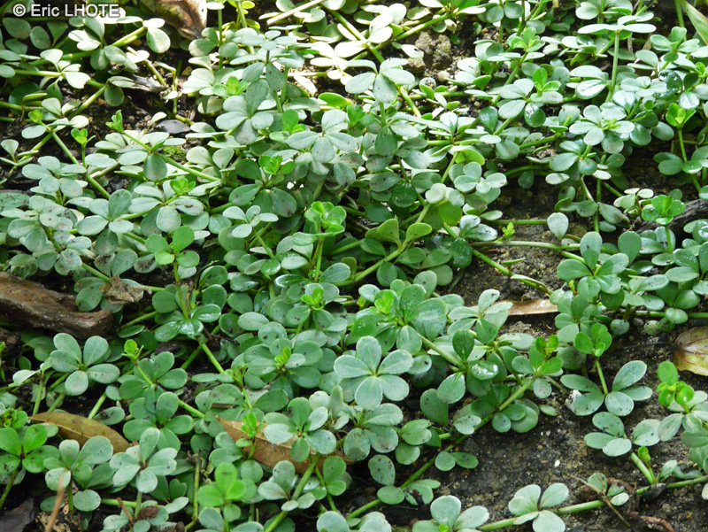 - Peperomia quadrifolia - 