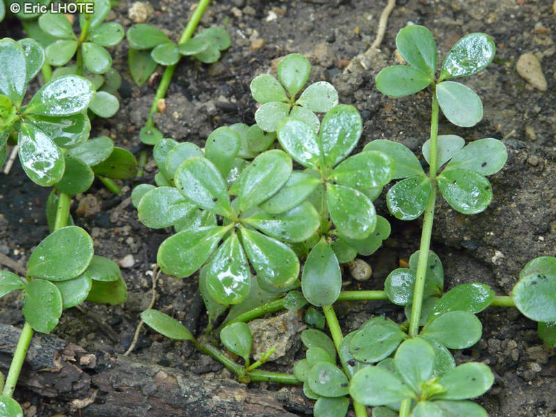 Piperaceae - Peperomia quadrifolia - Peperomia &agrave; quatre feuilles