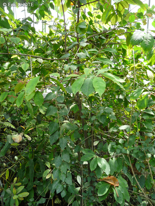  - Piper auritum var. amplifolium - 